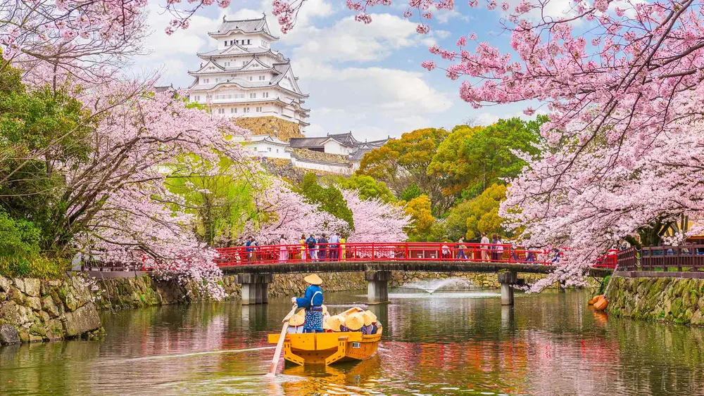 4. Cherry Blossom Festival, Japan